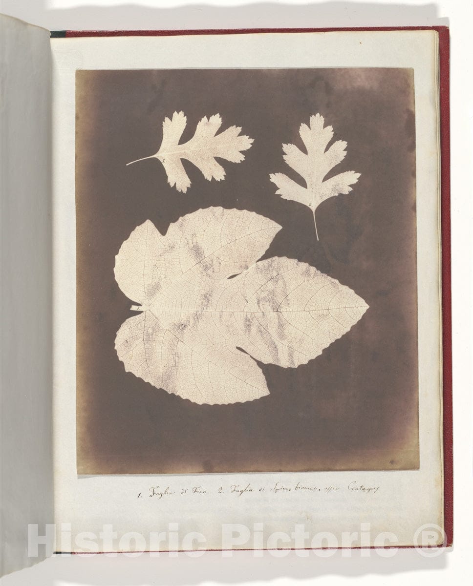 Photo Print : William Henry Fox Talbot - 1. Foglia di Fico. 2. Foglia di Spino Bianco, ossia Crataegus : Vintage Wall Art
