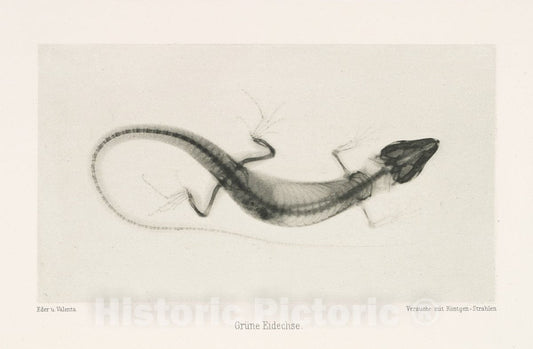 Art Print : Josef Maria Eder - Grüne Eidechse : Vintage Wall Art