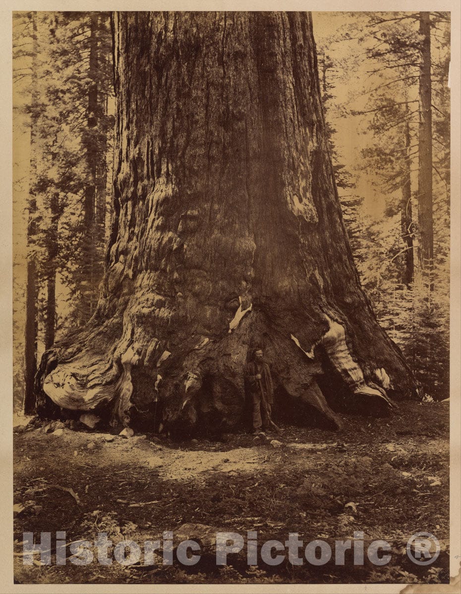 Photo Print : Carleton E. Watkins - Section of The Grizzly Giant with Galen Clark, Mariposa Grove, Yosemite 1 : Vintage Wall Art