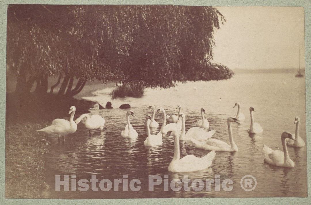 Photo Print : Swans on The Water : Vintage Wall Art