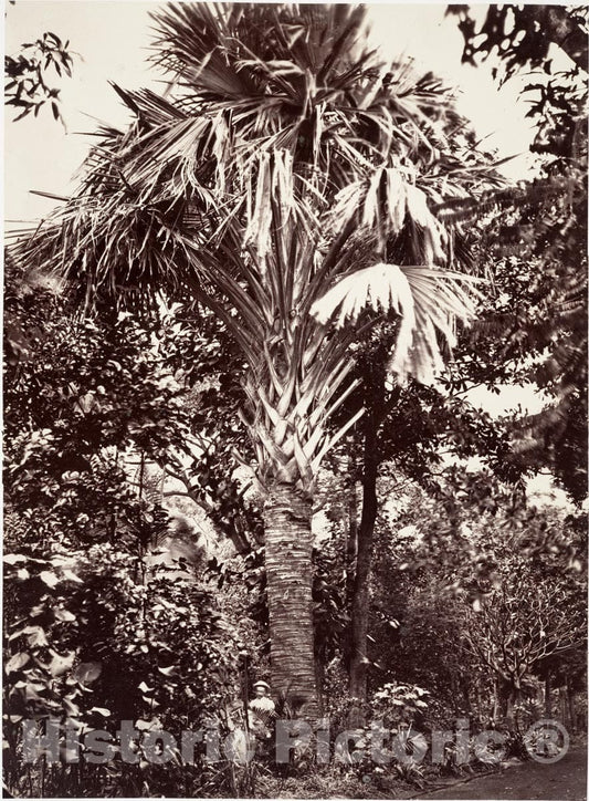 Photo Print : Désiré Charnay - ILE de la Réunion : Vintage Wall Art