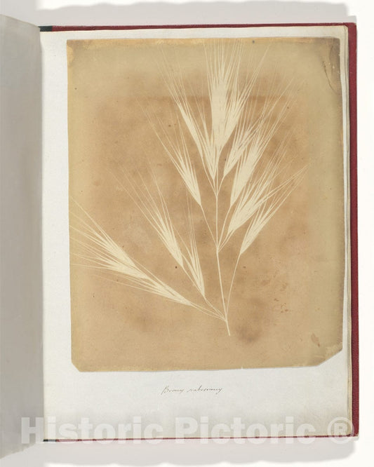 Photo Print : William Henry Fox Talbot - Bromus Maximus, Genoa : Vintage Wall Art