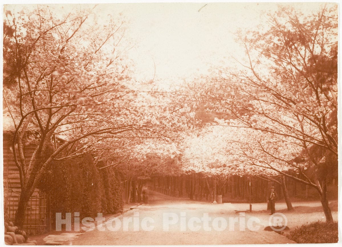 Photo Print : Adolf de Meyer - Street Lined with Cherry Trees : Vintage Wall Art