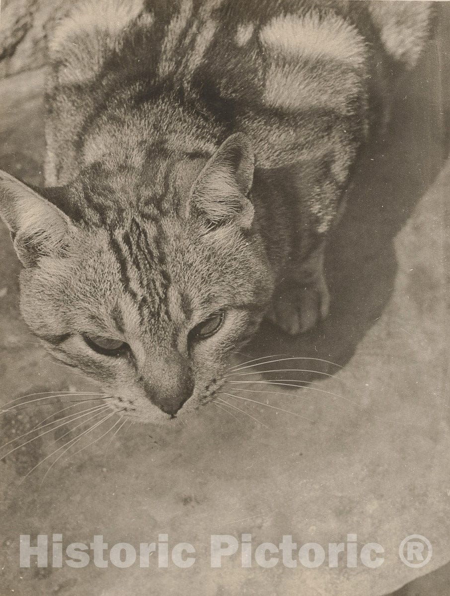 Photo Print : László Moholy-Nagy - Cat, Seen from Above : Vintage Wall Art