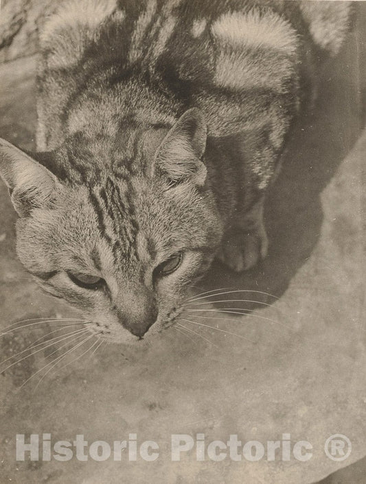 Photo Print : László Moholy-Nagy - Cat, Seen from Above : Vintage Wall Art
