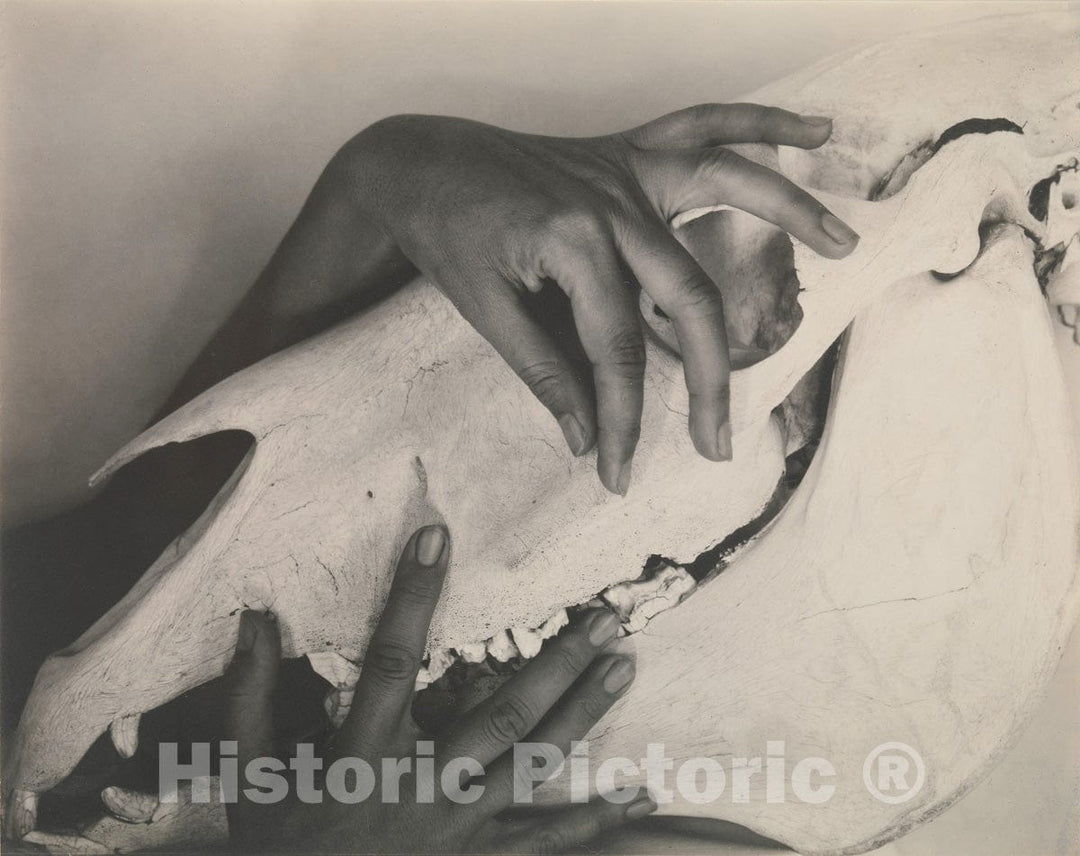 Photo Print : Alfred Stieglitz - Georgia O'Keeffe—Hands and Horse Skull : Vintage Wall Art