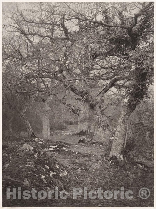 Photo Print : William Harrison - Forêt de Fontainebleau : Vintage Wall Art