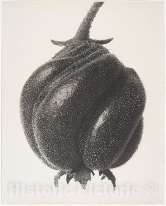 Photo Print : Karl Blossfeldt - Blumenbachia hieronymi : Vintage Wall Art
