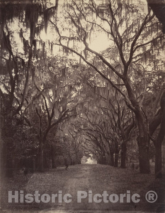 Photo Print : George N. Barnard - Bonaventure Cemetery, Four Miles from Savannah : Vintage Wall Art