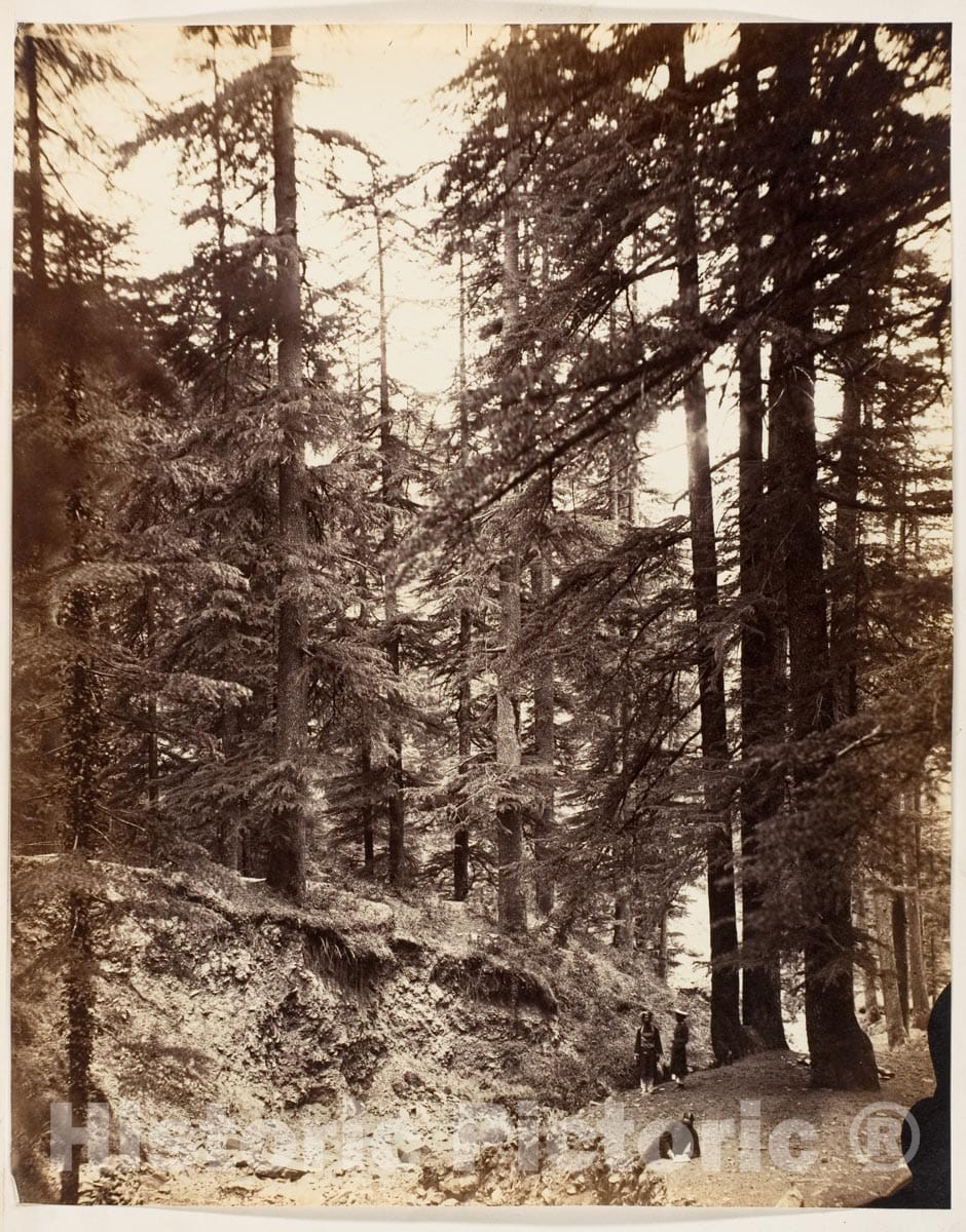 Photo Print : Deodars at Annandale, Simla 2 : Vintage Wall Art