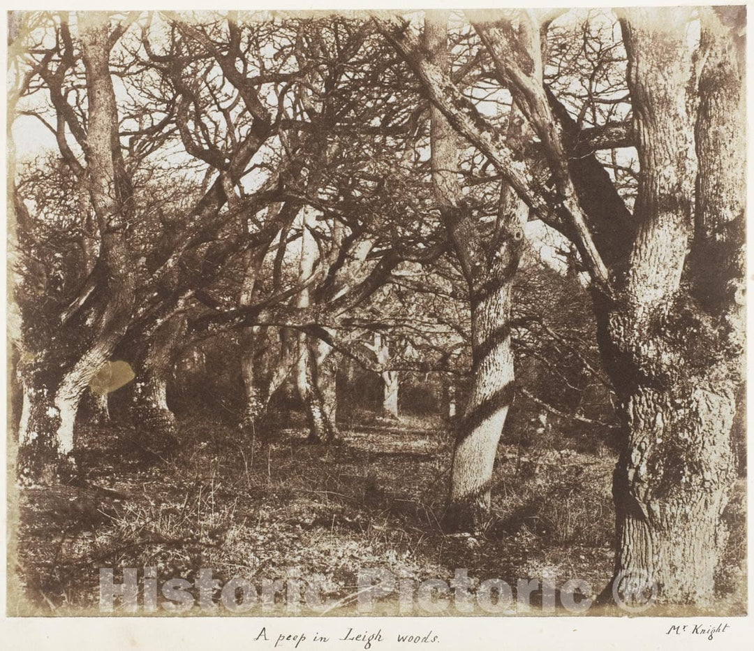 Photo Print : James Knight - A Peep in Leigh Woods : Vintage Wall Art