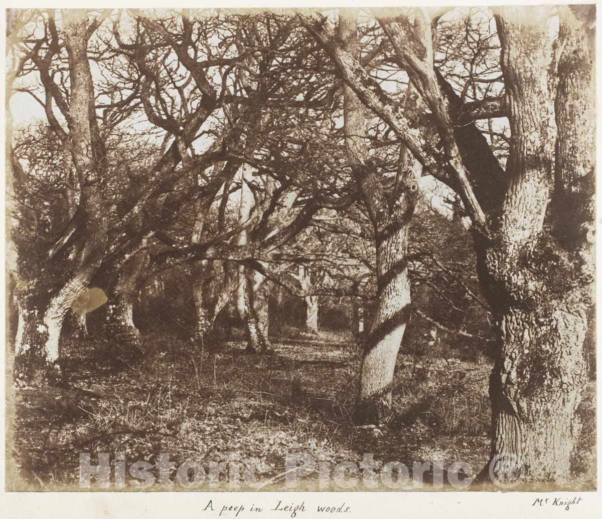 Photo Print : James Knight - A Peep in Leigh Woods : Vintage Wall Art