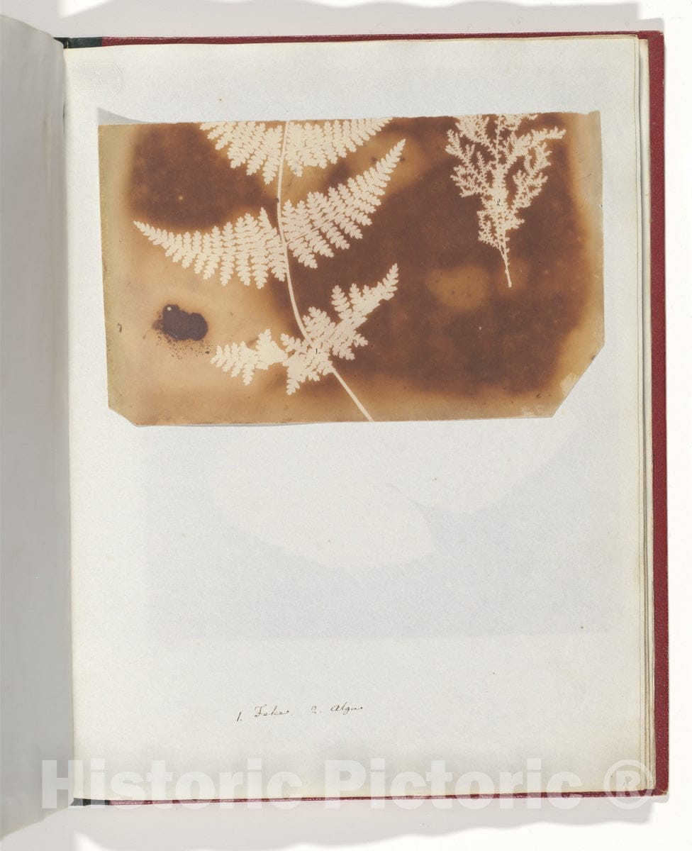 Photo Print : William Henry Fox Talbot - 1. Felce. 2. Alga : Vintage Wall Art