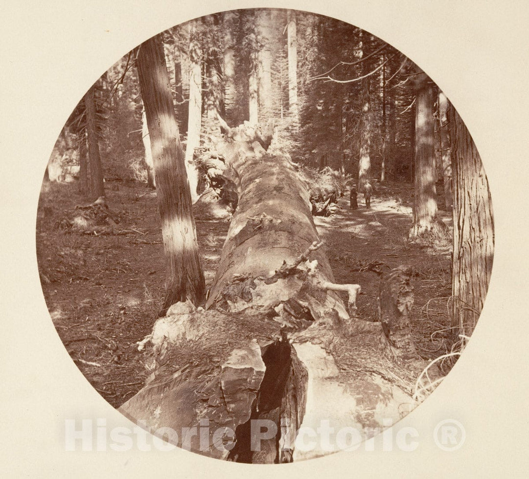 Photo Print : Carleton E. Watkins - Yosemite National Park, California 8 : Vintage Wall Art