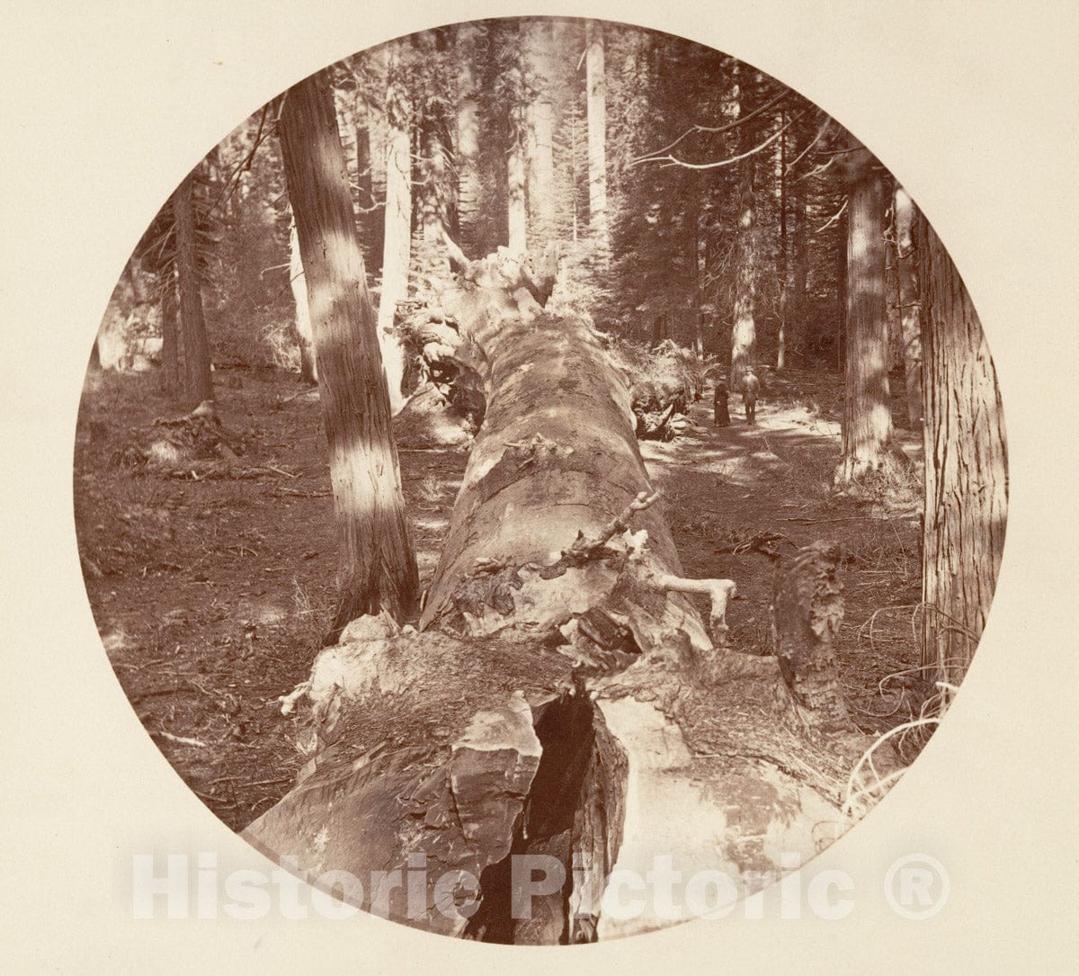 Photo Print : Carleton E. Watkins - Yosemite National Park, California 8 : Vintage Wall Art