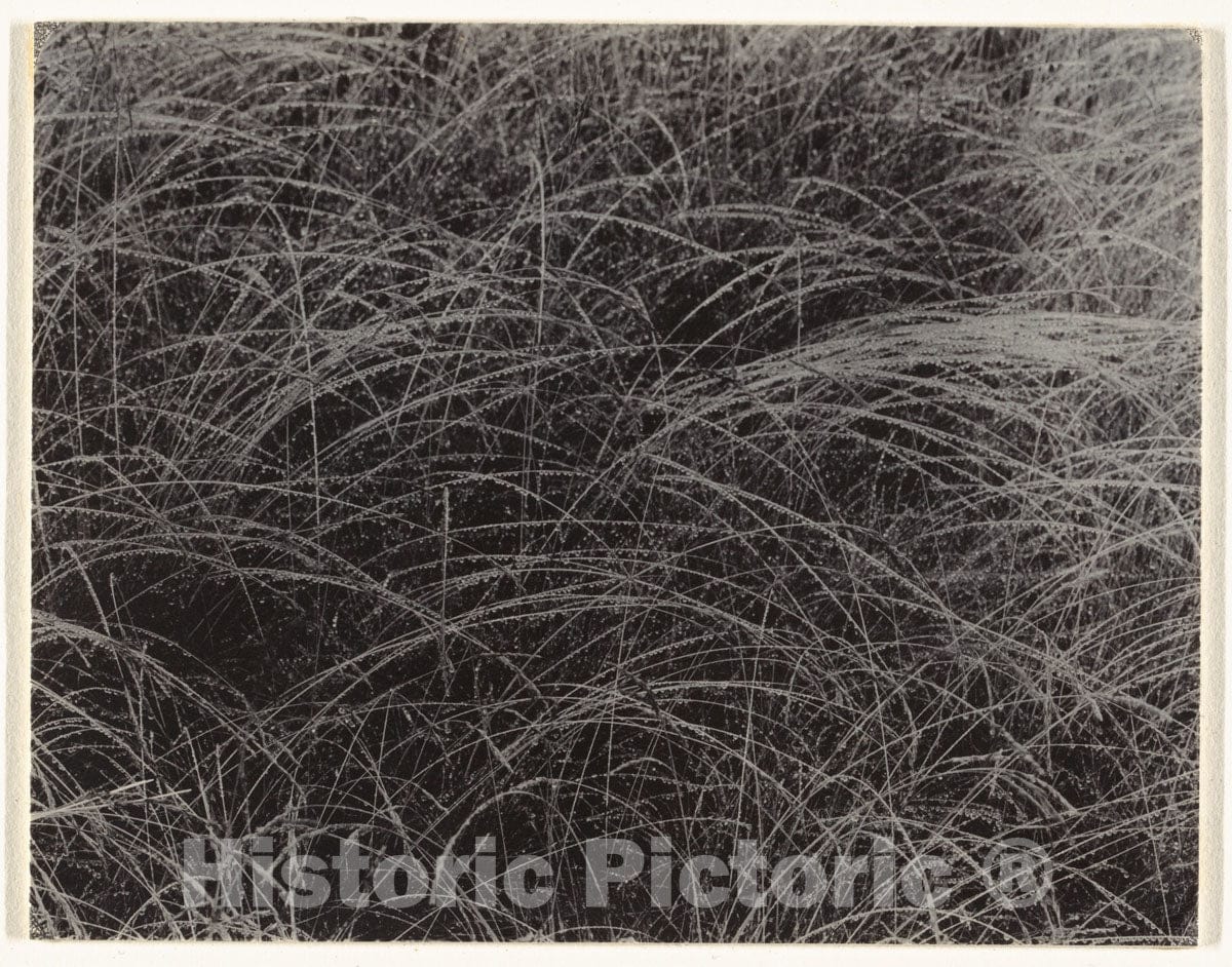Photo Print : Alfred Stieglitz - Rain Drops : Vintage Wall Art