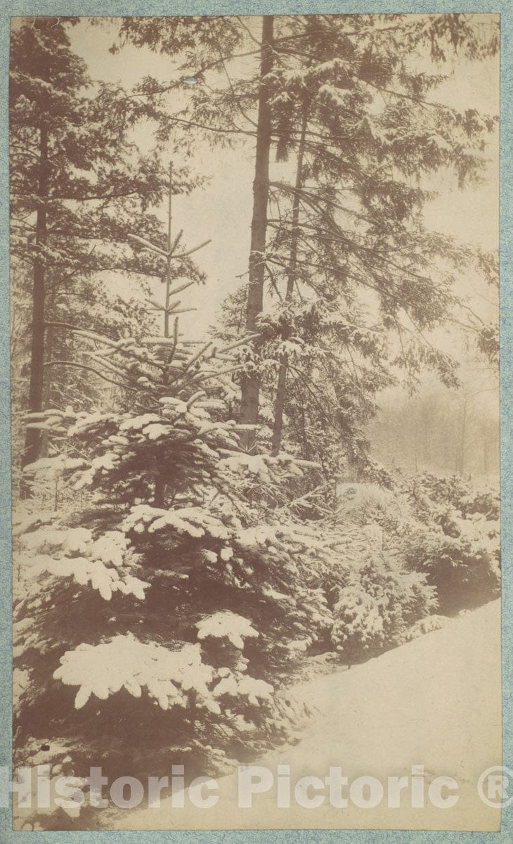 Photo Print : Pines in Snow : Vintage Wall Art