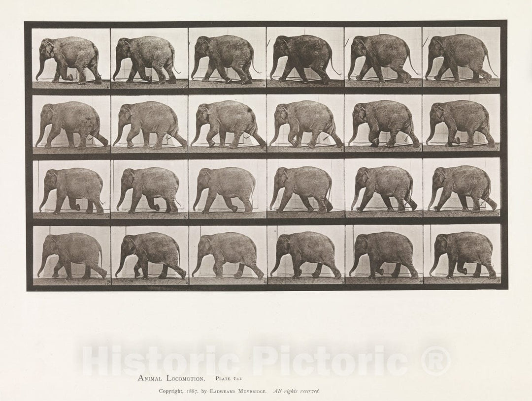 Art Print : Eadweard Muybridge  - Animal Locomotion.  Consecutive Phases of Animal Movements.  Volume XI, Wild Animals and Birds : Vintage Wall Art