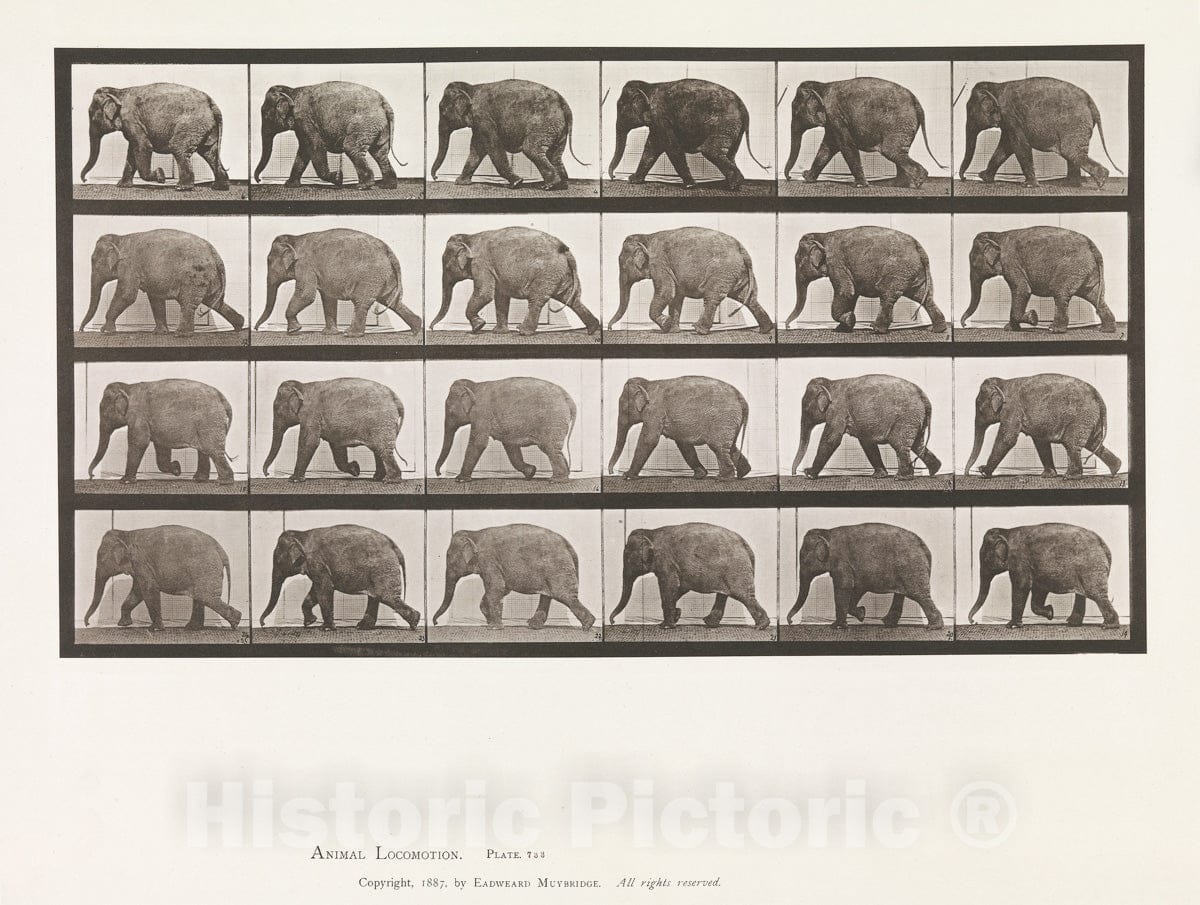Art Print : Eadweard Muybridge  - Animal Locomotion.  Consecutive Phases of Animal Movements.  Volume XI, Wild Animals and Birds : Vintage Wall Art