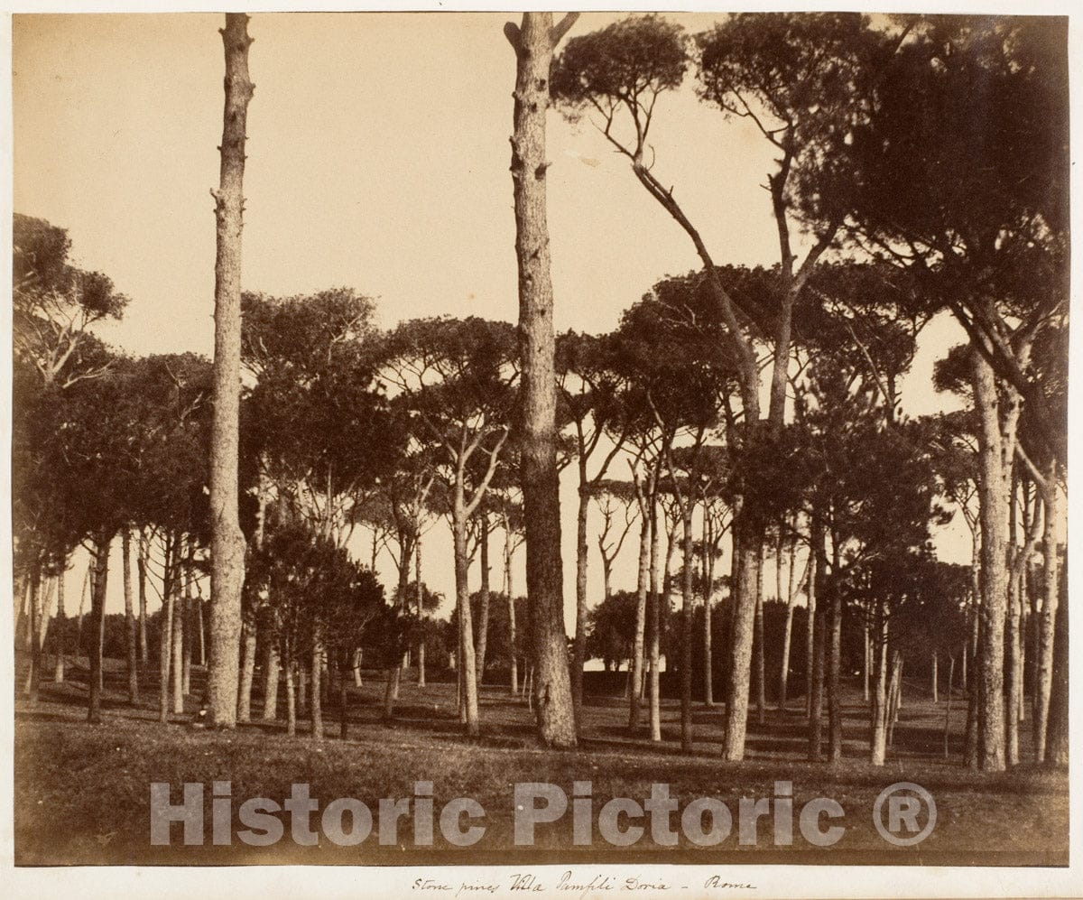Photo Print : Jane Martha St. John - Stone Pines, Villa Pamfili Doria, Rome : Vintage Wall Art