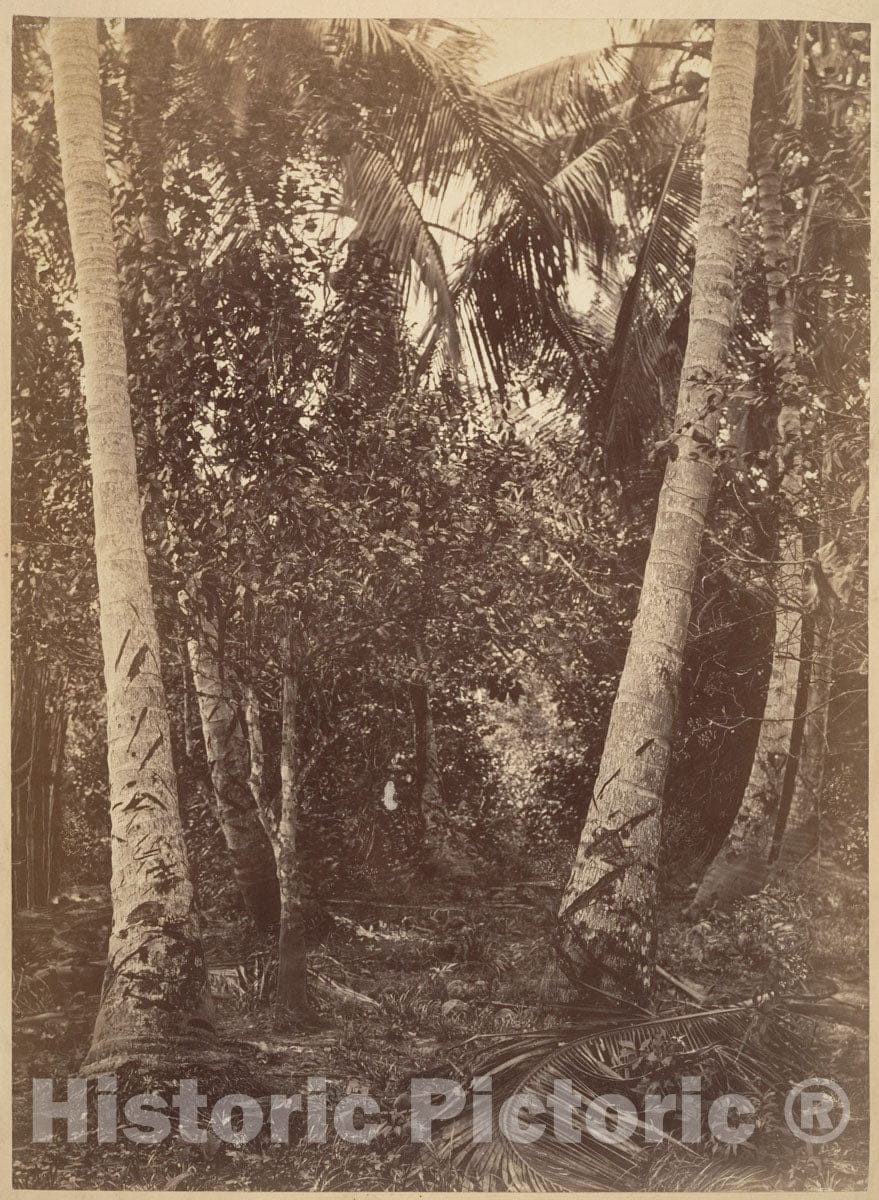 Photo Print : John Moran - Tropical Scenery, Forest Near Turbo : Vintage Wall Art