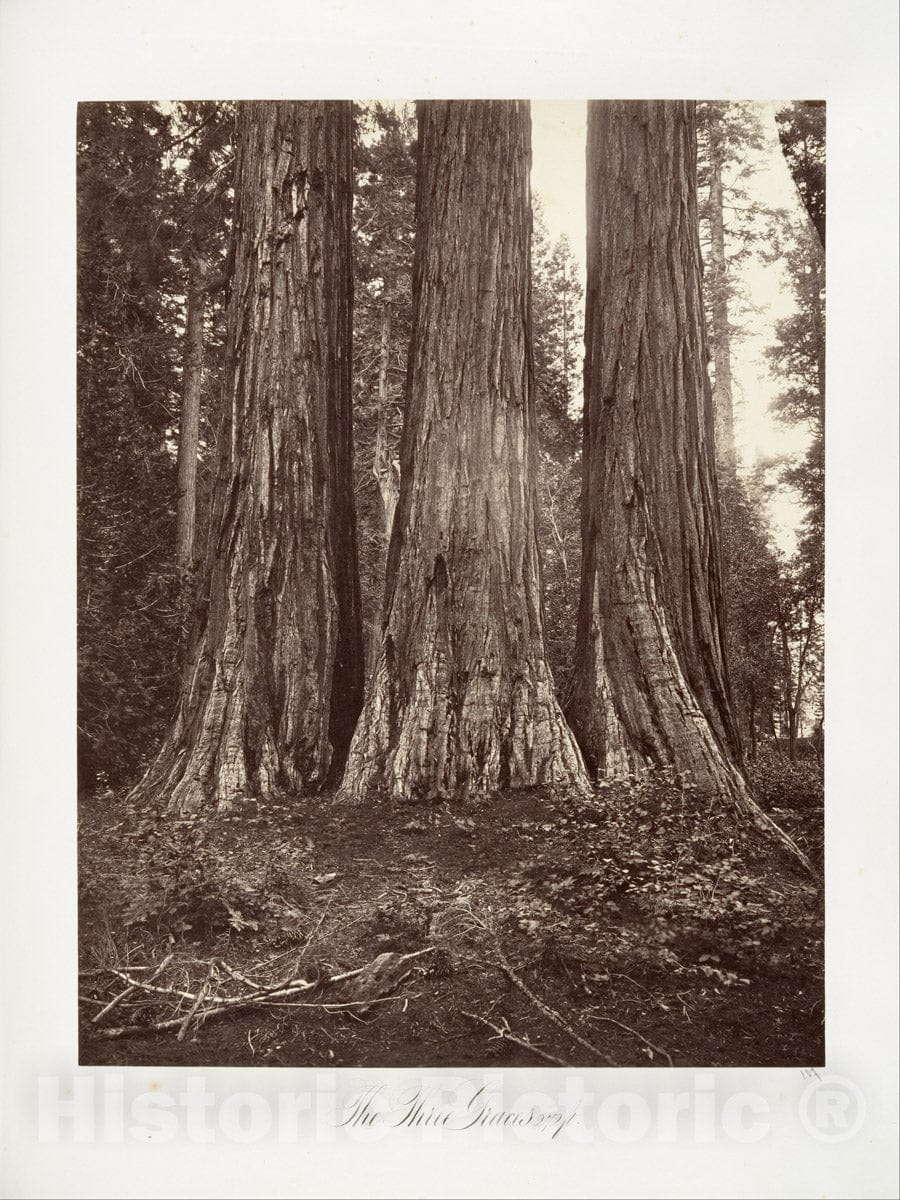 Photo Print : Carleton E. Watkins - The Three Graces, 272 feet : Vintage Wall Art