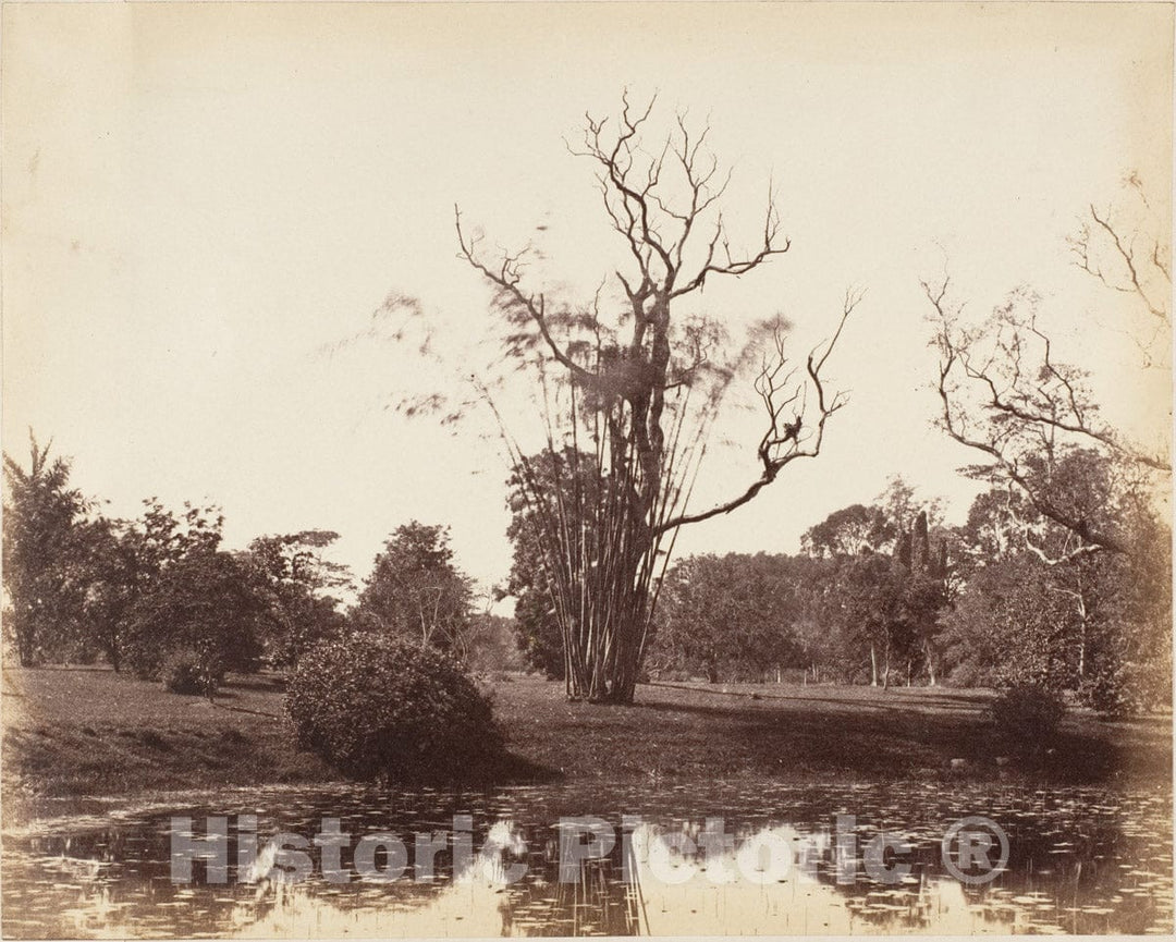 Photo Print : Captain R. B. Hill - Botanical Gardens, Calcutta 3 : Vintage Wall Art