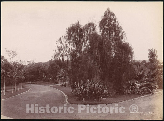 Photo Print : Botanical Garden 4 : Vintage Wall Art