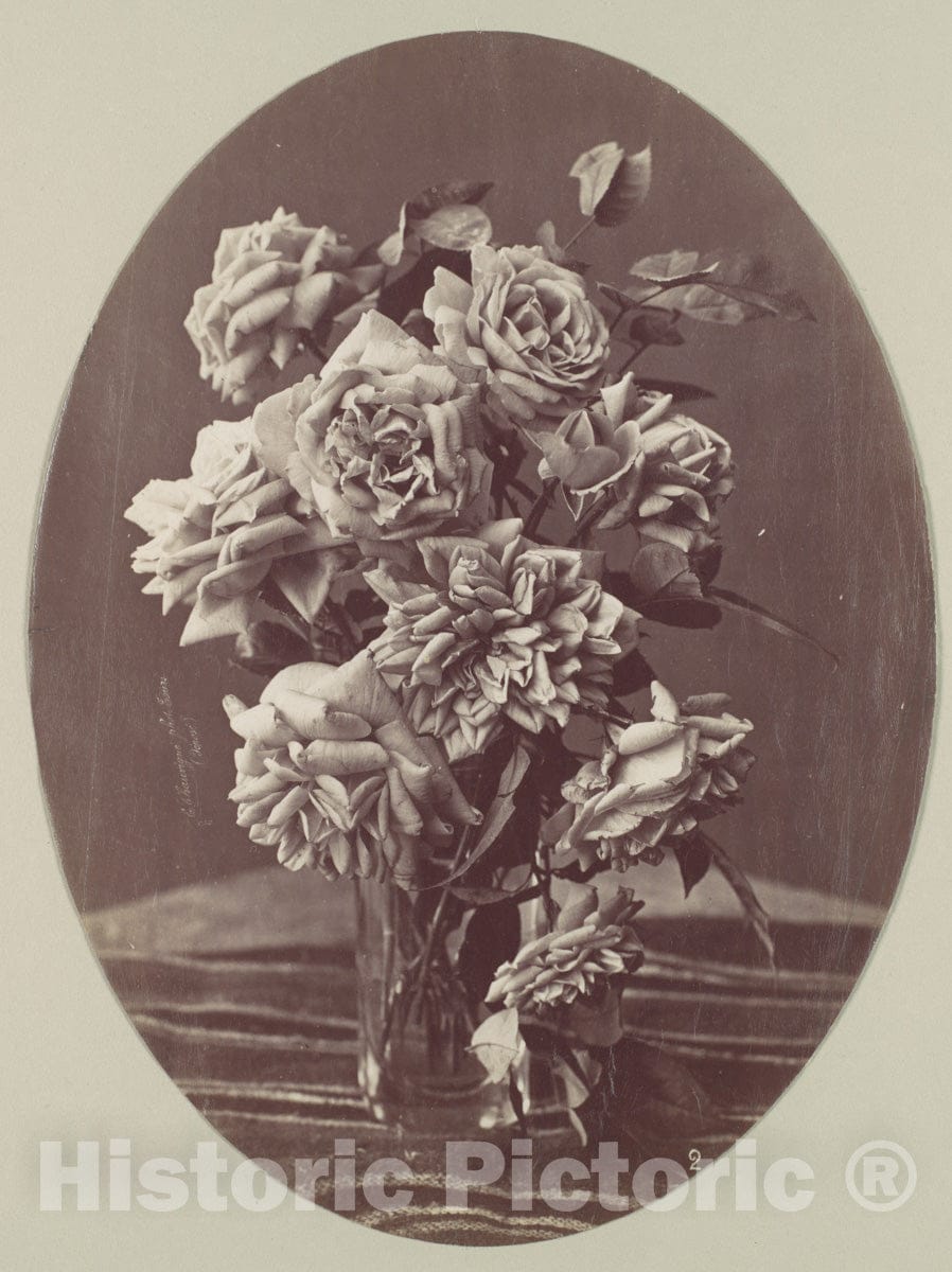 Photo Print : Eugène Chauvigné - Roses : Vintage Wall Art