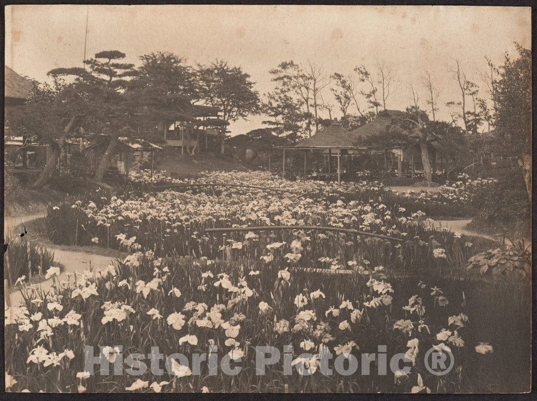 Photo Print : Adolf de Meyer - Horikiri Iris Garden, Tokyo, Japan : Vintage Wall Art