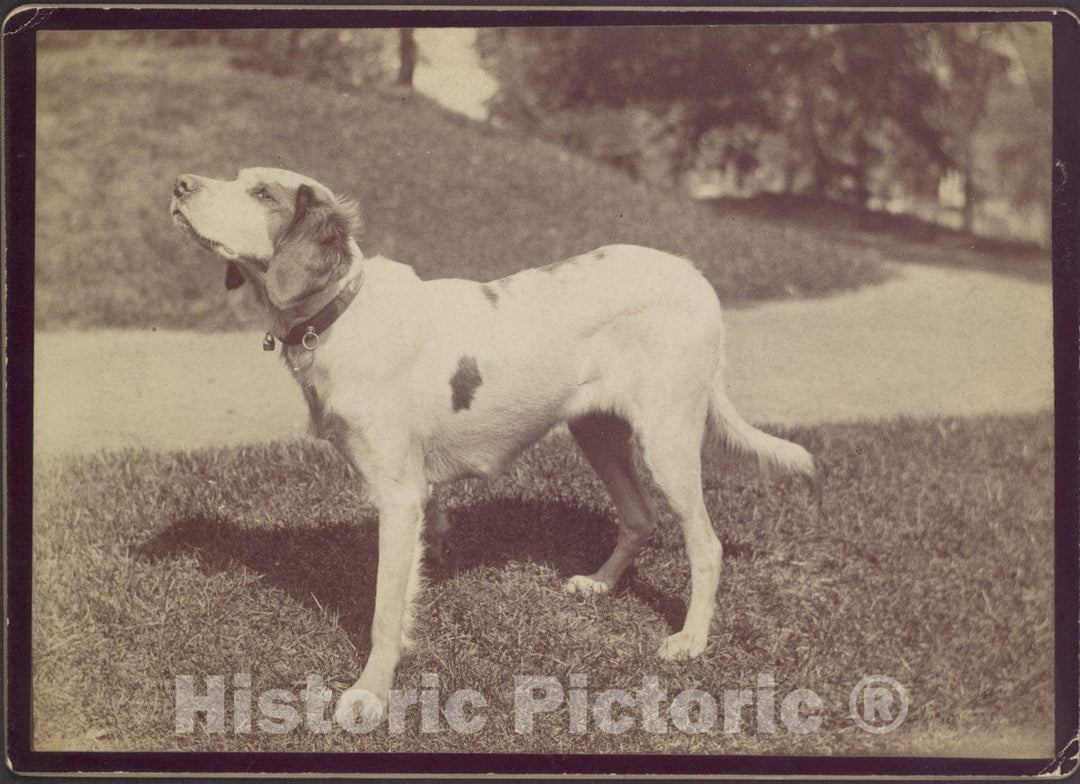 Photo Print : Dog : Vintage Wall Art