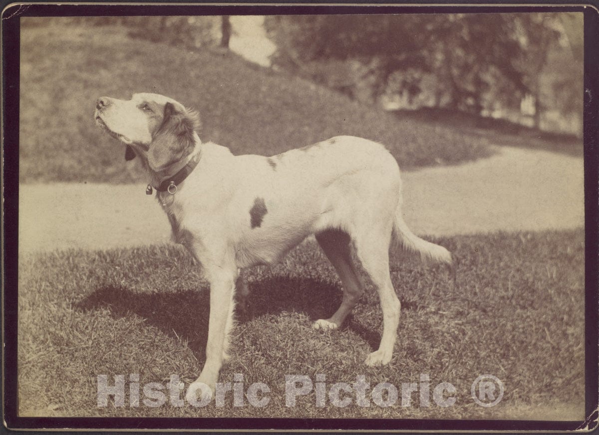 Photo Print : Dog : Vintage Wall Art