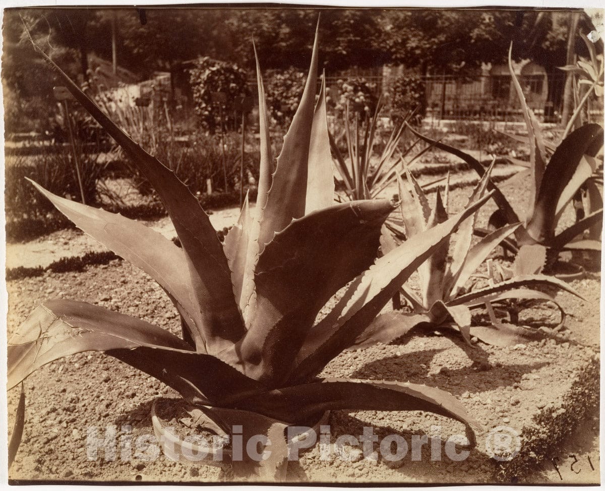 Photo Print : Eugène Atget - Agave du Mexique : Vintage Wall Art