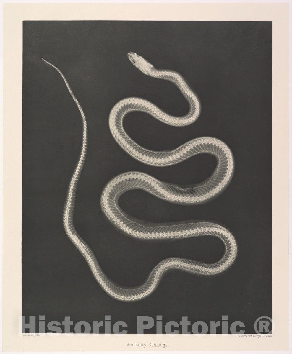 Art Print : Josef Maria Eder - Aesculap-Schlange : Vintage Wall Art