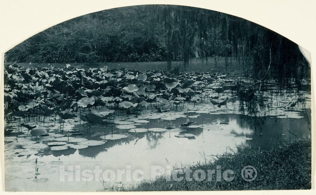 Photo Print : Adolf de Meyer - Garden Pool with Waterlilies : Vintage Wall Art