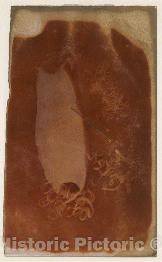 Photo Print : Shark Egg Case : Vintage Wall Art