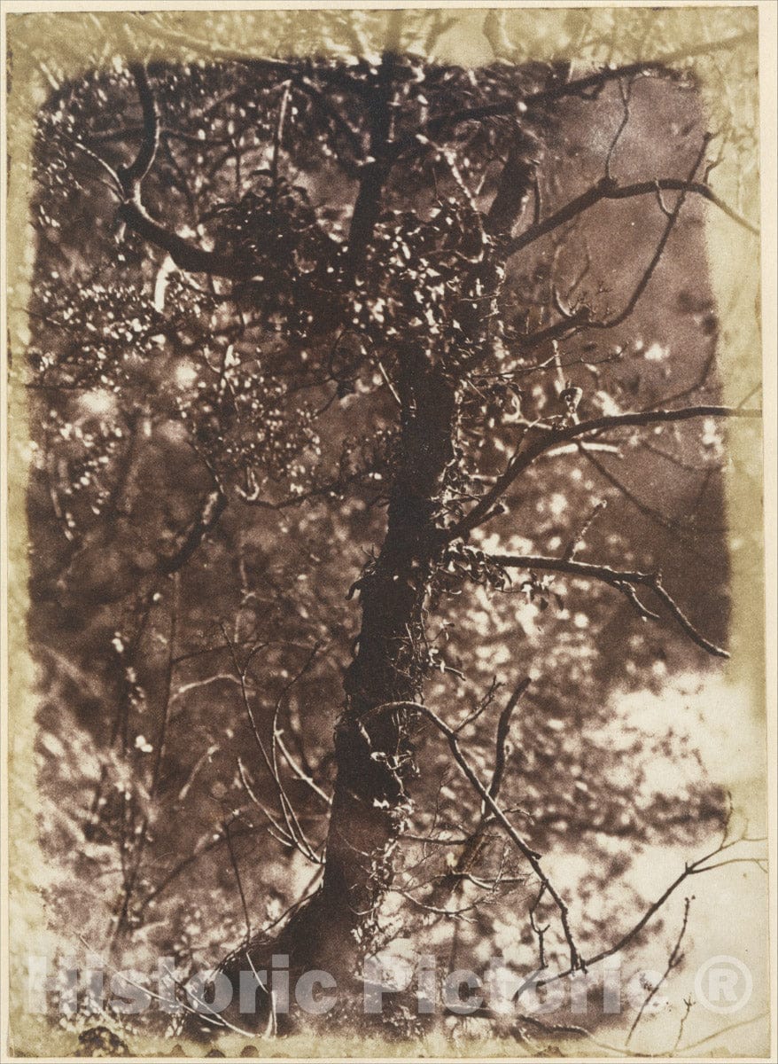 Photo Print : Hill and Adamson - The Fairy Tree at Colinton : Vintage Wall Art