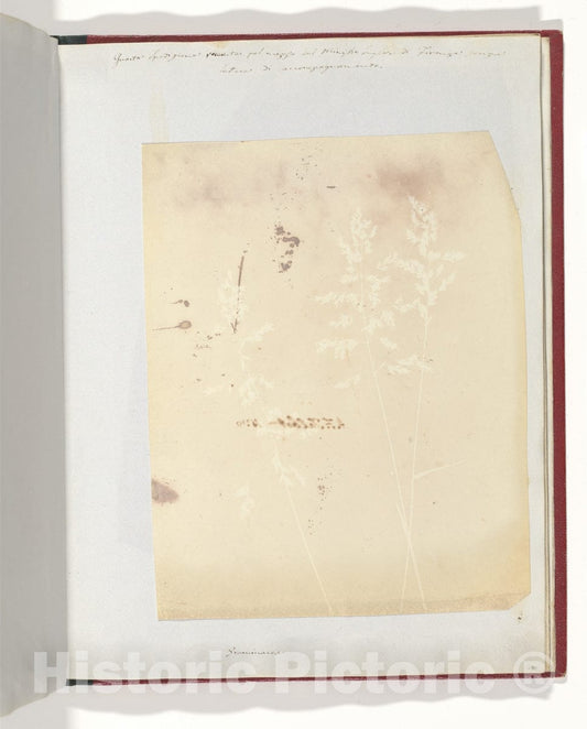 Photo Print : William Henry Fox Talbot - Graminacea : Vintage Wall Art