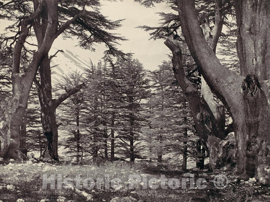 Photo Print : Francis Frith - Cedars of Lebanon : Vintage Wall Art