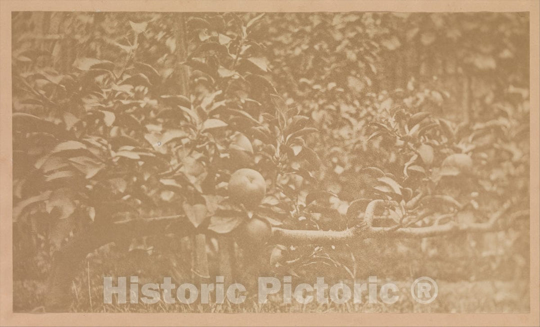 Photo Print : Apple Tree Branch - Artist Unknown : Vintage Wall Art