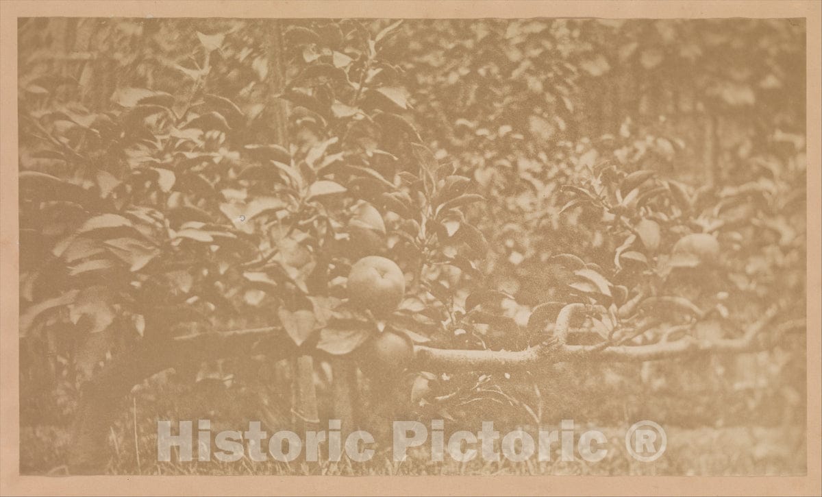 Photo Print : Apple Tree Branch - Artist Unknown : Vintage Wall Art