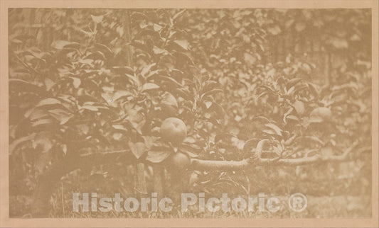 Photo Print : Apple Tree Branch - Artist Unknown : Vintage Wall Art