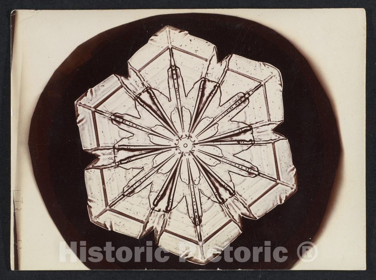 Photo Print : Wilson Alwyn Bentley - Snow Crystal - 408534 : Vintage Wall Art