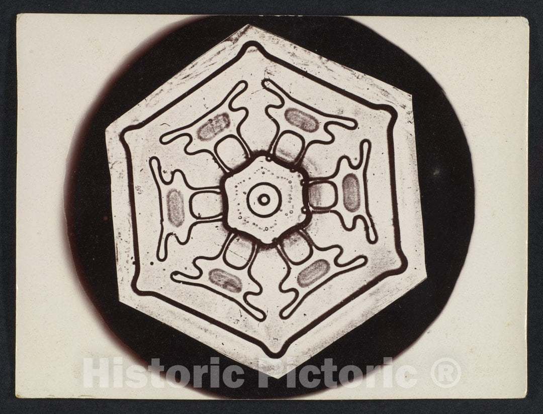 Photo Print : Wilson Alwyn Bentley - Snow Crystal 16 : Vintage Wall Art