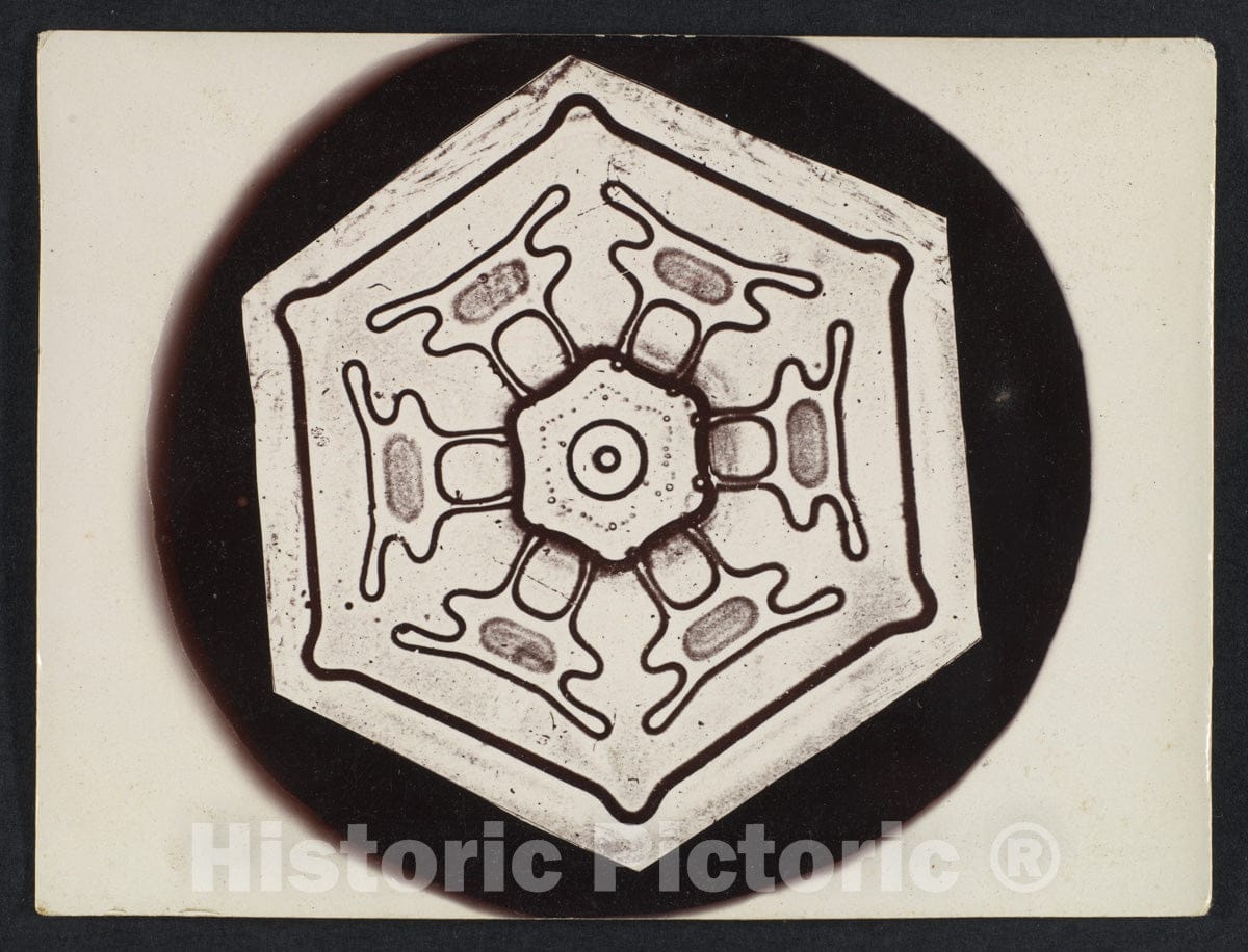 Photo Print : Wilson Alwyn Bentley - Snow Crystal 16 : Vintage Wall Art