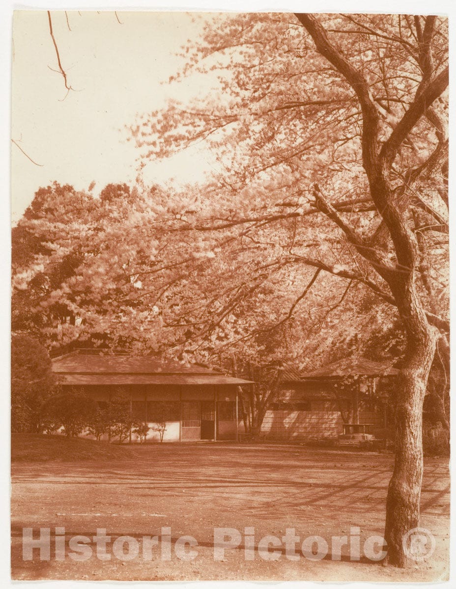 Photo Print : Adolf de Meyer - Cherry Tree with House in Background : Vintage Wall Art