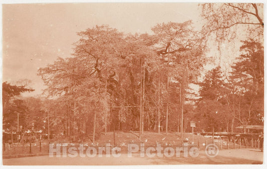 Photo Print : Adolf de Meyer - Anicient Cherry Tree, Japan : Vintage Wall Art