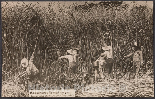 Art Print : William H. Martin - Harvesting Wheat in Iowa : Vintage Wall Art