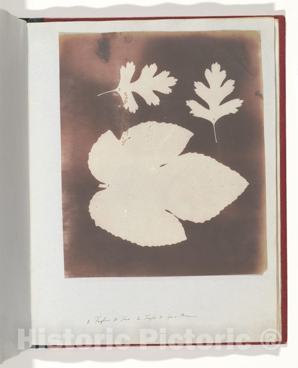 Photo Print : William Henry Fox Talbot - 1. Foglia di Fico. 2. Foglia di Spina Bianco : Vintage Wall Art