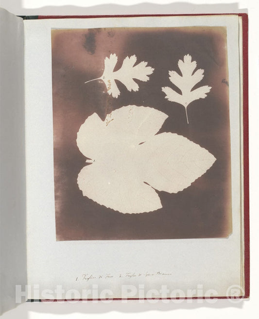 Photo Print : William Henry Fox Talbot - 1. Foglia di Fico. 2. Foglia di Spina Bianco : Vintage Wall Art